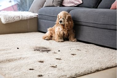 eco london carpet cleaning pet odour services london