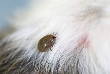 eco london carpet cleaning anti flea treatment services london